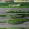 mel russiae larva1 volg